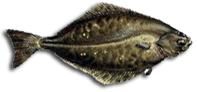 Halibut