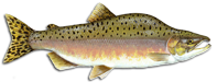 Pink Salmon (Humpback)